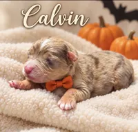 Calvin, a male Miniature Aussiedoodle for sale in New Port Richey, FL – 1 of 2