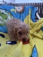 Kash, a male Yorkipoo and Poodle - Toy  for sale in New Port Richey, FL – 8 of 9