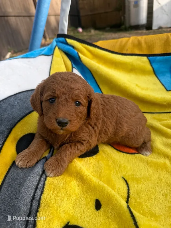 Gus – Miniature Goldendoodle puppy for sale in New Port Richey, FL