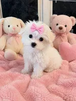 Leah Tcup, a female Maltese for sale in New Port Richey, FL – 2 of 3