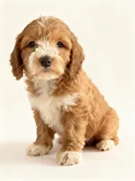 Elijah, a male Miniature Goldendoodle for sale in New Port Richey, FL – 1 of 2