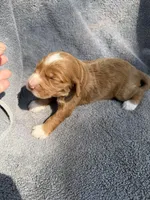 Emery, a female Miniature Goldendoodle for sale in New Port Richey, FL – 6 of 6