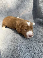 Emery, a female Miniature Goldendoodle for sale in New Port Richey, FL – 1 of 6