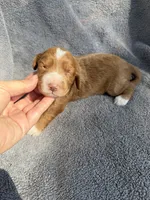 Emery, a female Miniature Goldendoodle for sale in New Port Richey, FL – 3 of 6