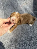 Emery, a female Miniature Goldendoodle for sale in New Port Richey, FL – 4 of 6