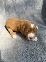 Emery, a female Miniature Goldendoodle for sale in New Port Richey, FL – 5 of 6