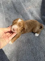 Emery, a female Miniature Goldendoodle for sale in New Port Richey, FL – 2 of 6
