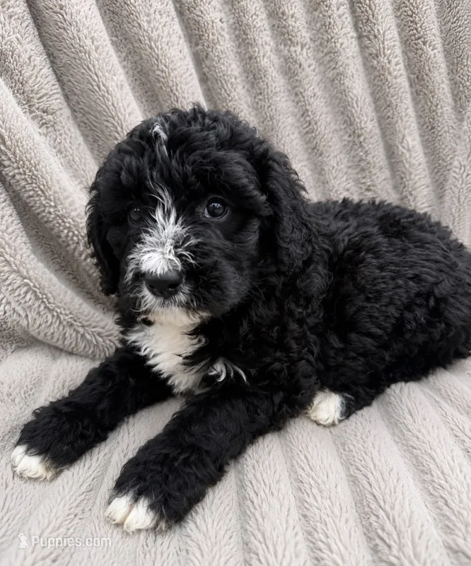 Raven – Bernedoodle puppy for sale in New Port Richey, FL