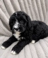 Ryker, a male Bernedoodle for sale in New Port Richey, FL – 1 of 3