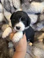 Serenity , a female Aussiedoodle for sale in New Port Richey, FL – Photo 1 of 3