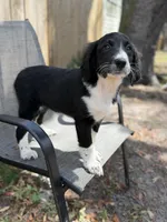 Serenity F1, a female Aussiedoodle and Poodle - Standard  for sale in New Port Richey, FL – Photo 5 of 10