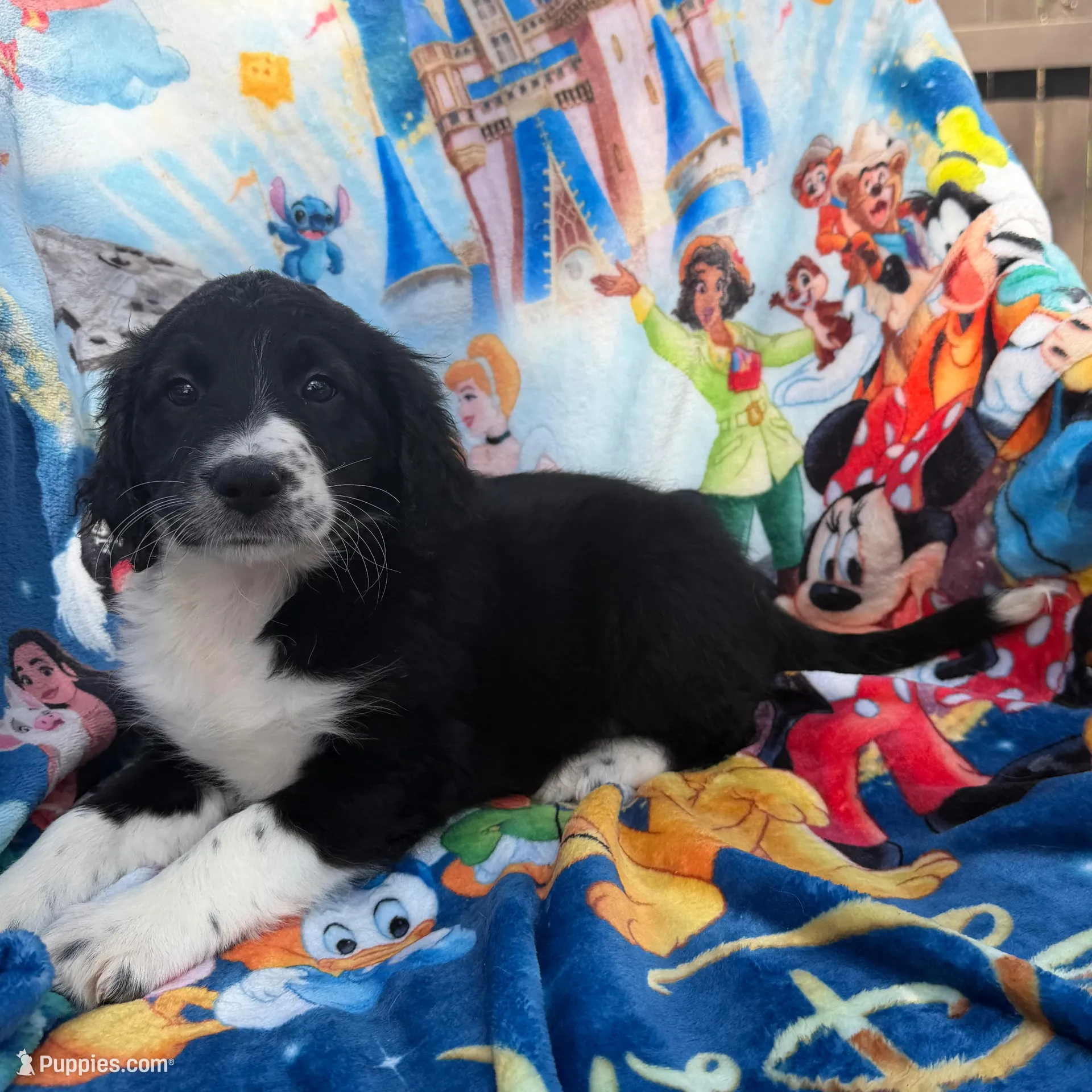 Serenity F1 – Aussiedoodle puppy for sale in New Port Richey, FL