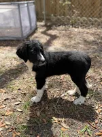 Serenity F1, a female Aussiedoodle and Poodle - Standard  for sale in New Port Richey, FL – Photo 9 of 10