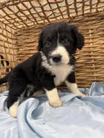 Serenity F1, a female Aussiedoodle for sale in New Port Richey, FL – Photo 1 of 4