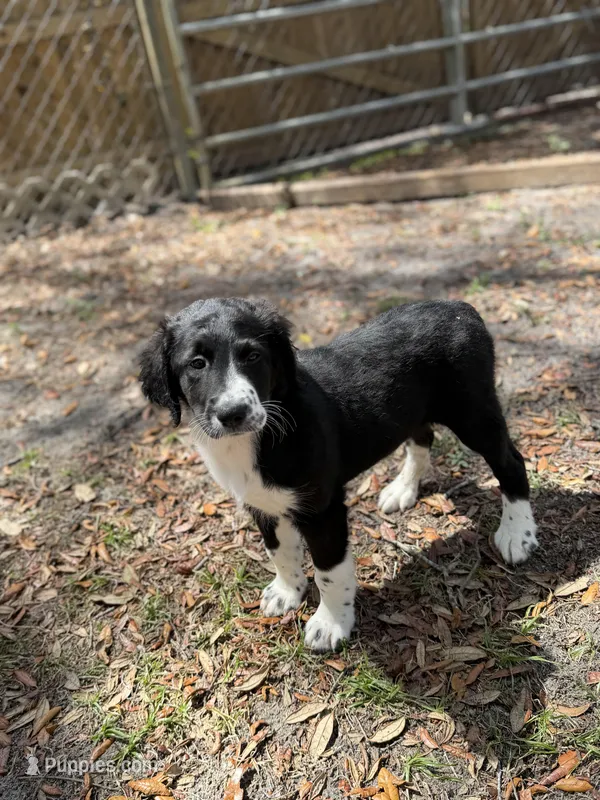 Serenity F1 – Aussiedoodle, Poodle - Standard  puppy for sale in New Port Richey, FL
