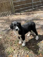 Serenity F1, a female Aussiedoodle and Poodle - Standard  for sale in New Port Richey, FL – Photo 1 of 10