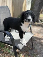 Serenity F1, a female Aussiedoodle and Poodle - Standard  for sale in New Port Richey, FL – Photo 2 of 10