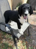 Serenity F1, a female Aussiedoodle and Poodle - Standard  for sale in New Port Richey, FL – Photo 4 of 10