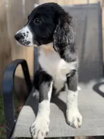 Serenity F1, a female Aussiedoodle and Poodle - Standard  for sale in New Port Richey, FL – Photo 6 of 10