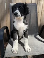 Serenity F1, a female Aussiedoodle and Poodle - Standard  for sale in New Port Richey, FL – Photo 8 of 10