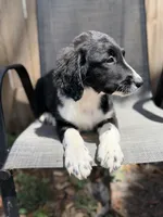 Serenity F1, a female Aussiedoodle and Poodle - Standard  for sale in New Port Richey, FL – Photo 3 of 10