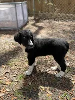 Serenity F1, a female Aussiedoodle and Poodle - Standard  for sale in New Port Richey, FL – Photo 10 of 10