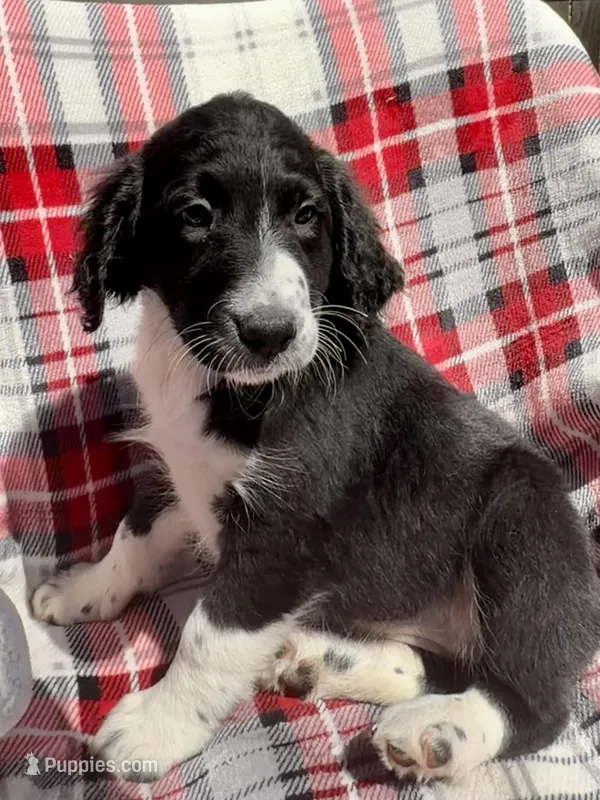 Serenity F1 – Aussiedoodle puppy for sale in New Port Richey, FL