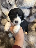 Serenity , a female Aussiedoodle for sale in New Port Richey, FL – Photo 2 of 3