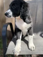 Serenity F1, a female Aussiedoodle and Poodle - Standard  for sale in New Port Richey, FL – Photo 7 of 10