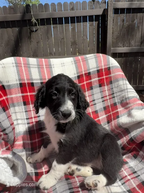 Serenity F1 – Aussiedoodle puppy for sale in New Port Richey, FL