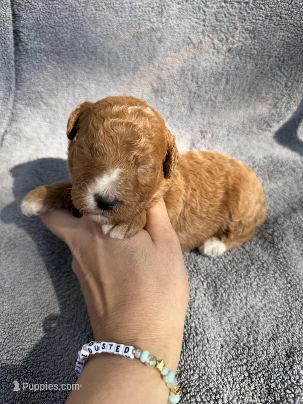 Connor F1bb – Miniature Bernedoodle puppy for sale in New Port Richey, FL