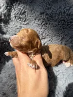 Connor F1bb, a male Miniature Bernedoodle for sale in New Port Richey, FL – Photo 4 of 6