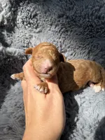 Connor F1bb, a male Miniature Bernedoodle for sale in New Port Richey, FL – Photo 5 of 6