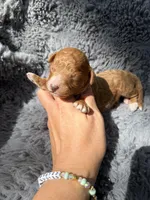 Connor F1bb, a male Miniature Bernedoodle for sale in New Port Richey, FL – Photo 2 of 6