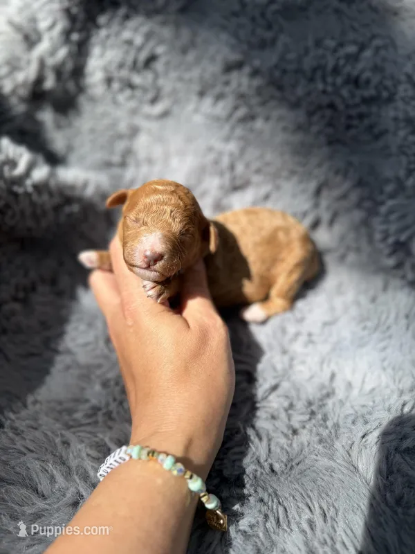 Connor F1bb – Miniature Bernedoodle puppy for sale in New Port Richey, FL