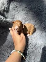 Connor F1bb, a male Miniature Bernedoodle for sale in New Port Richey, FL – Photo 1 of 6