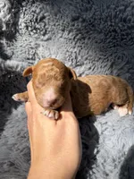 Connor F1bb, a male Miniature Bernedoodle for sale in New Port Richey, FL – Photo 6 of 6