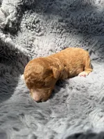 Connor F1bb, a male Miniature Bernedoodle for sale in New Port Richey, FL – Photo 3 of 6