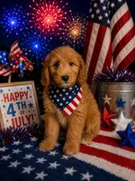 Eli, a male Miniature Goldendoodle for sale in New Port Richey, FL – 2 of 3