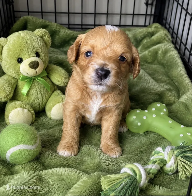 Tobias Micro Mini – Miniature Bernedoodle puppy for sale in New Port Richey, FL