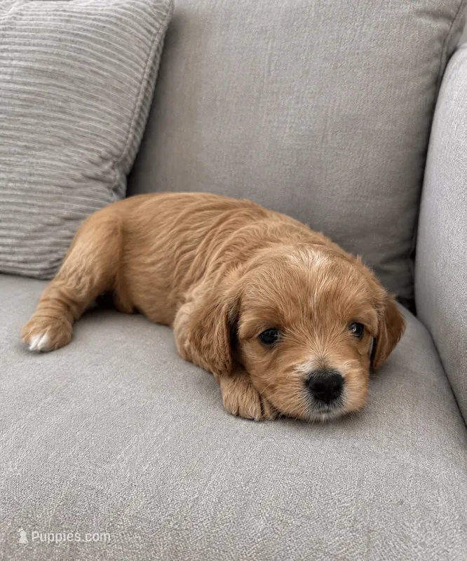 Tobias Micro Mini – Miniature Bernedoodle puppy for sale in New Port Richey, FL