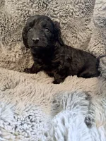Yasmine Doxiedoodle , a female Miniature Dachshund for sale in New Port Richey, FL – Photo 3 of 3