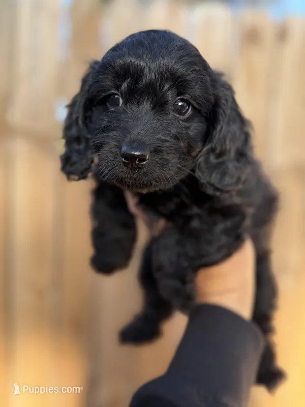Yasmine Doxiedoodle  – Miniature Dachshund puppy for sale in New Port Richey, FL