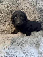 Yasmine Doxiedoodle , a female Miniature Dachshund for sale in New Port Richey, FL – Photo 2 of 3