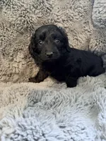 Yasmine Doxiedoodle , a female Miniature Dachshund for sale in New Port Richey, FL – Photo 1 of 3