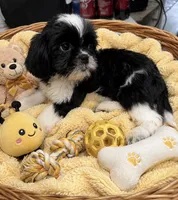 Yoshi, a male Shih Tzu for sale in New Port Richey, FL – 2 of 2