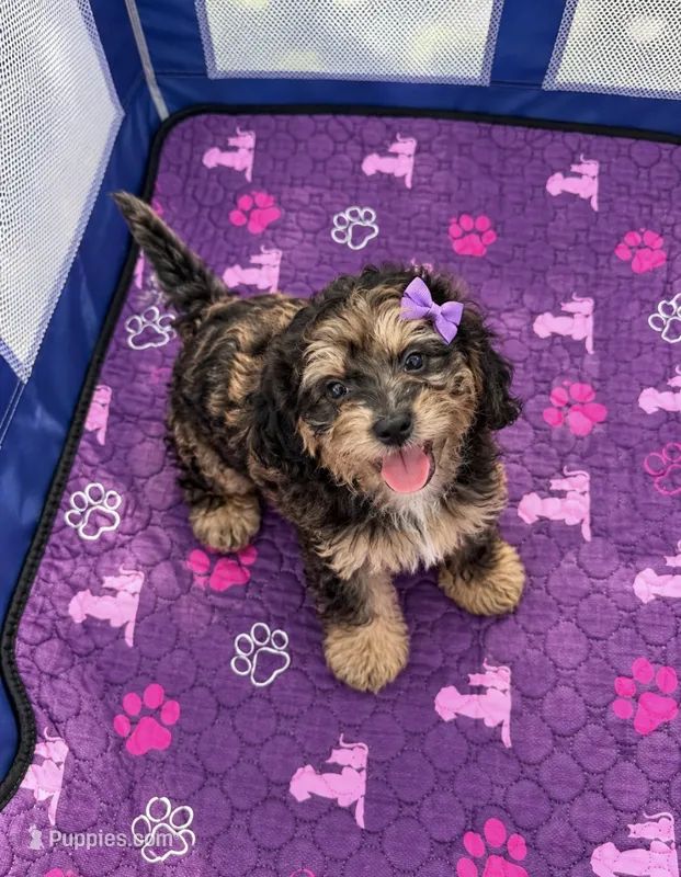 Taylah Micro Mini – Miniature Bernedoodle puppy for sale in New Port Richey, FL