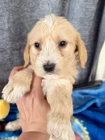 Wyatt Dalmadoodle, a male Dalmatian for sale in New Port Richey, FL – Photo 2 of 3