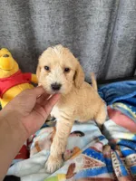 Wyatt Dalmadoodle, a male Dalmatian for sale in New Port Richey, FL – Photo 3 of 3