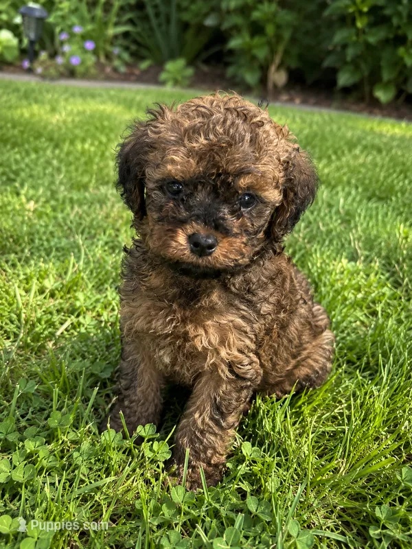 Ira – Cockapoo puppy for sale in New Port Richey, FL